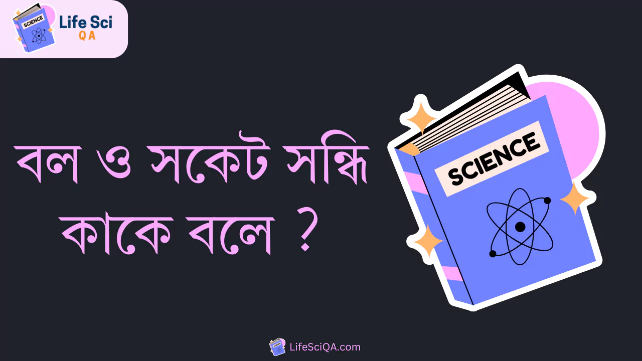 বল ও সকেট সন্ধি কাকে বলে ?