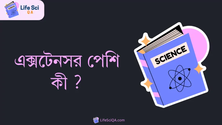 এক্সটেনসর পেশি কী ?