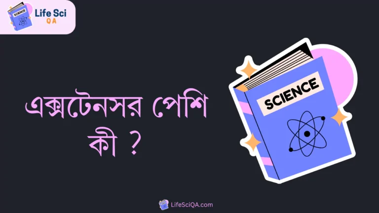 এক্সটেনসর পেশি কী ?