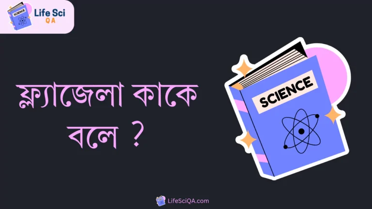 ফ্ল্যাজেলা কাকে বলে ?