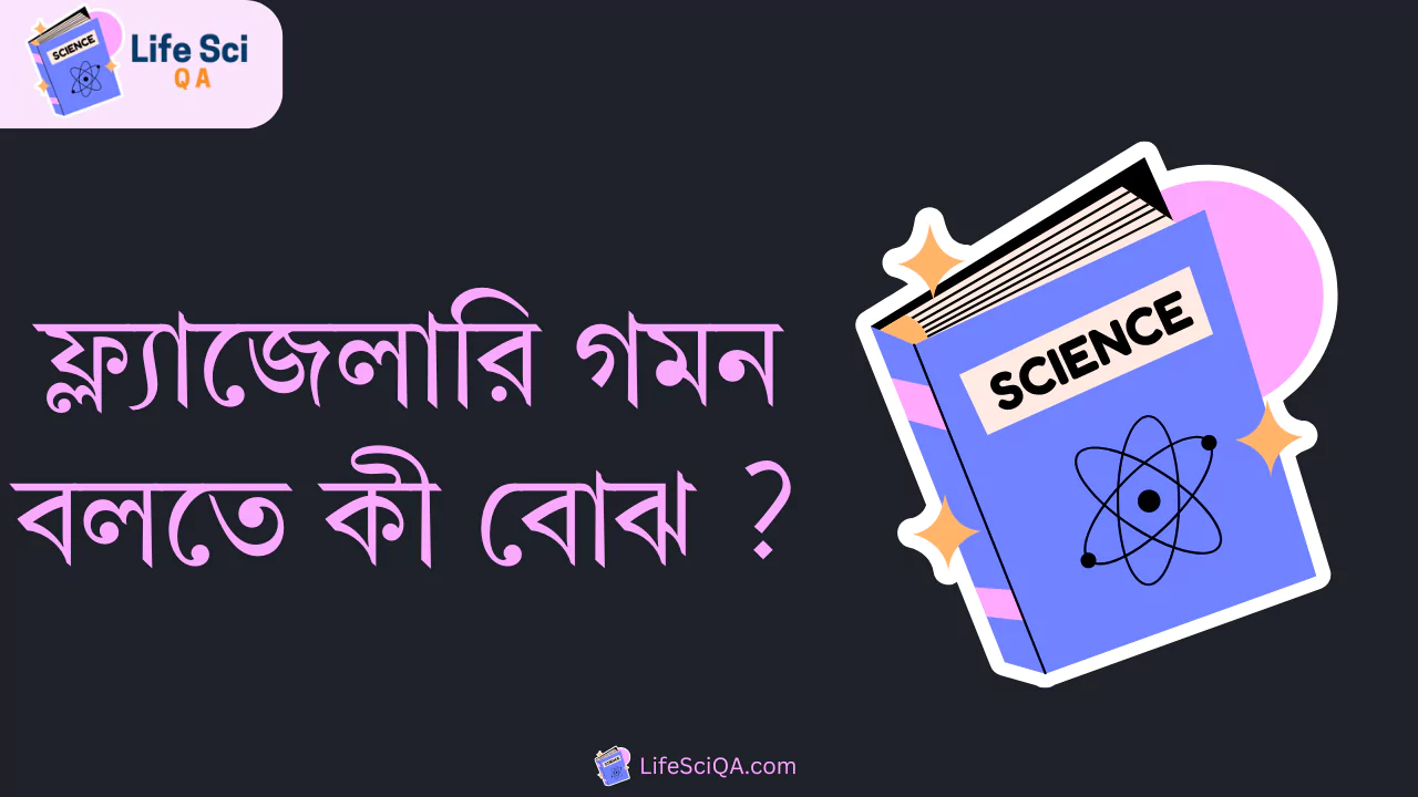 ফ্ল্যাজেলারি গমন বলতে কী বোঝ ?