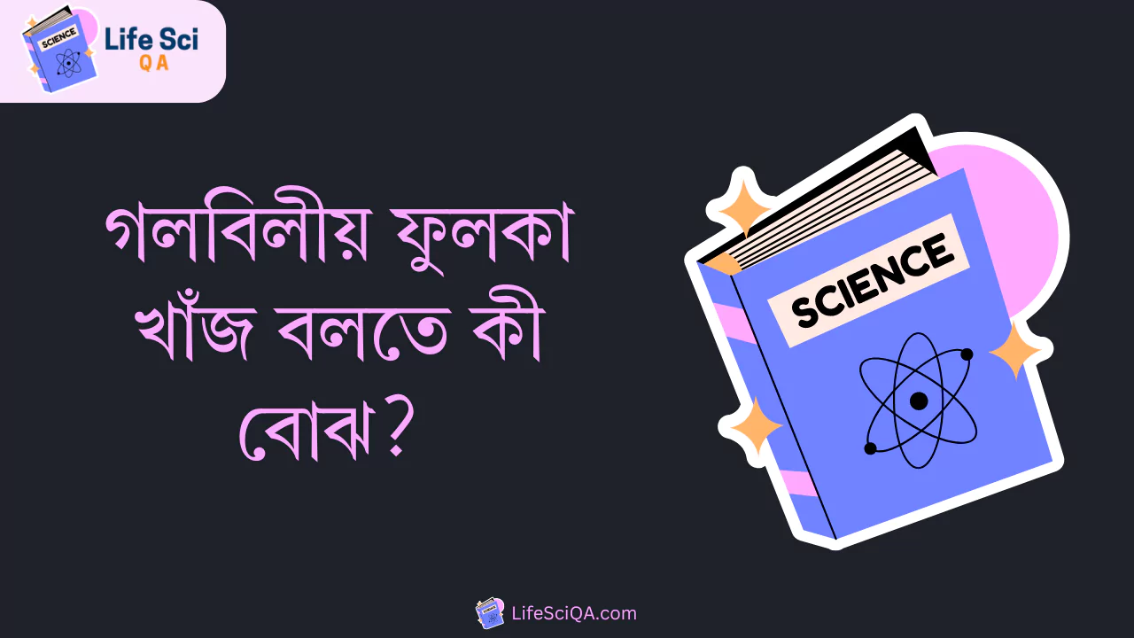 গলবিলীয় ফুলকা খাঁজ বলতে কী বোঝ?