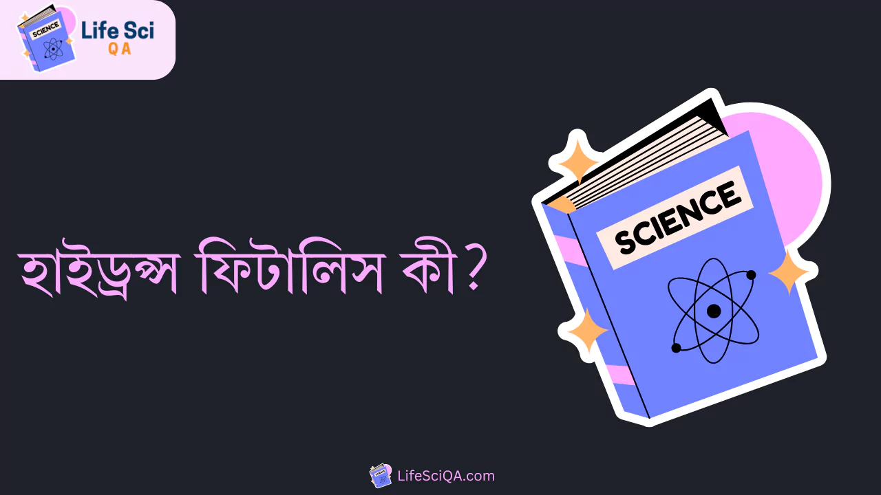 হাইড্রপ্স ফিটালিস কী?