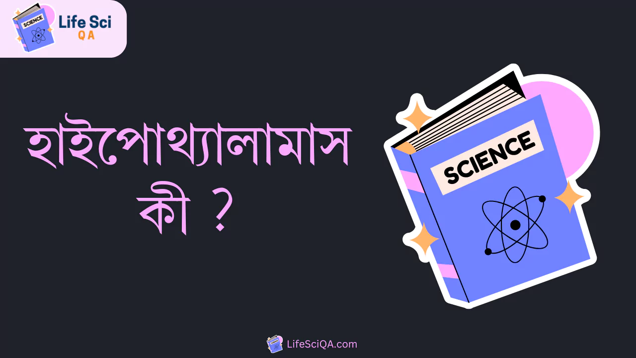 হাইপোথ্যালামাস কী ?