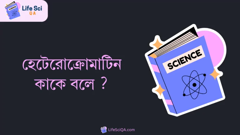 হেটেরোক্রোমাটিন কাকে বলে ?