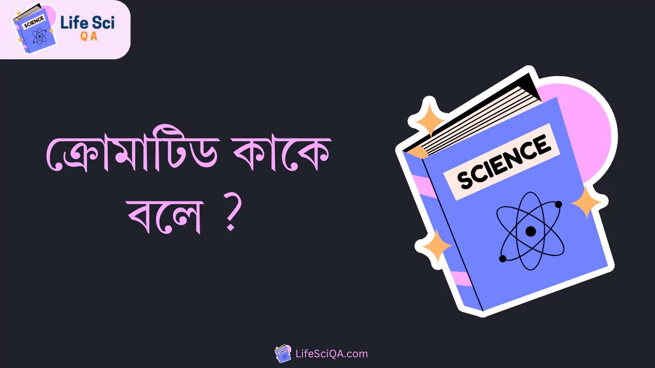 ক্রোমাটিড কাকে বলে ?