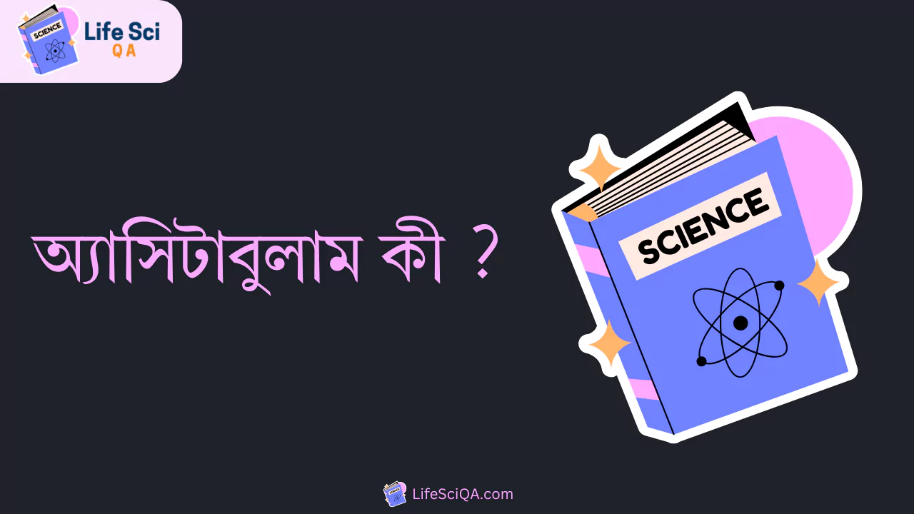 অ্যাসিটাবুলাম কী ?