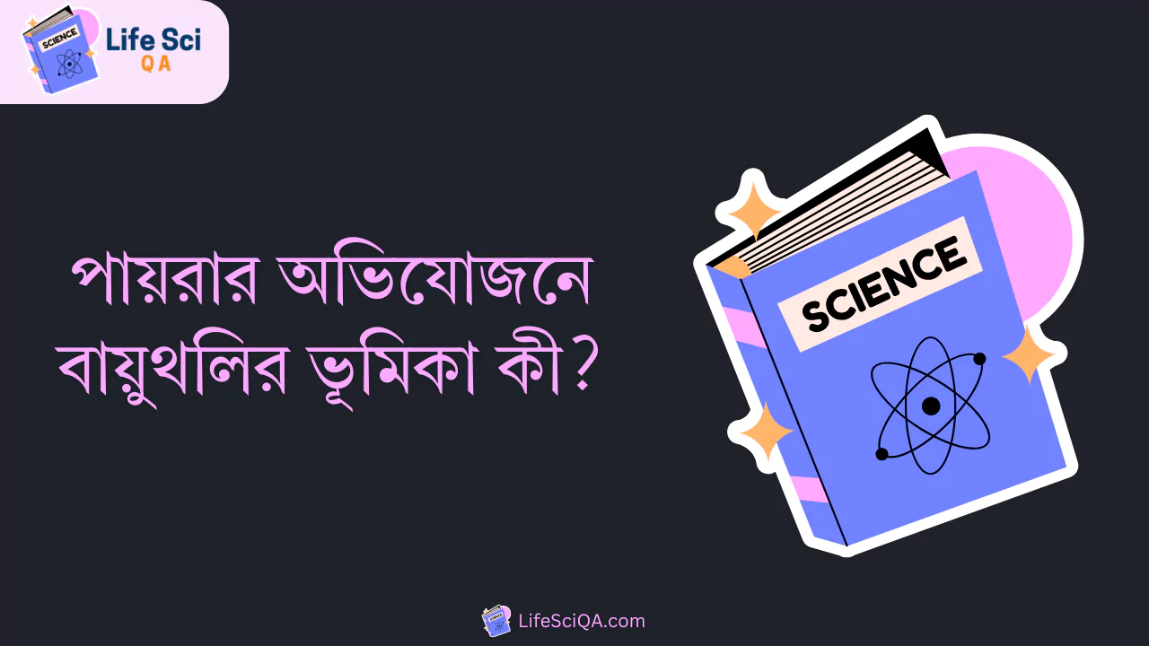 পায়রার অভিযোজনে বায়ুথলির ভূমিকা কী?