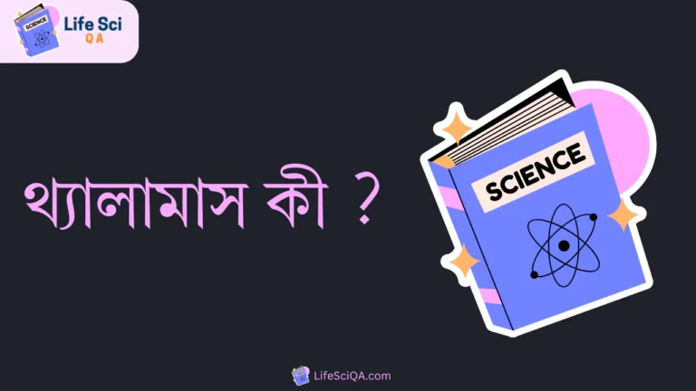 থ্যালামাস কী ?